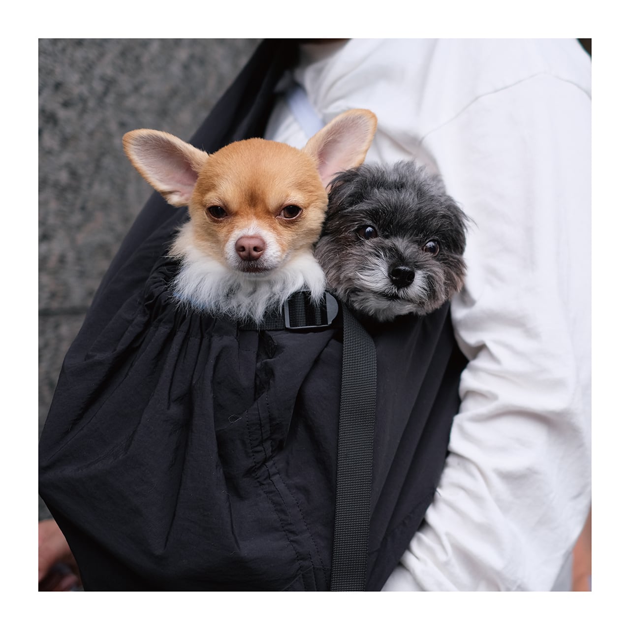 マンダリンブラザーズ MBスリング ドッグウェア 犬 男の子 女の子 おしゃれ MANDARINE BROTHERS