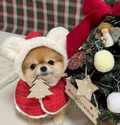 ウィズワン クリスマス 犬 ケープ ポンチョ サンタクロース イベント 猫 犬服 おしゃれ 男の子 女の子 with WaN