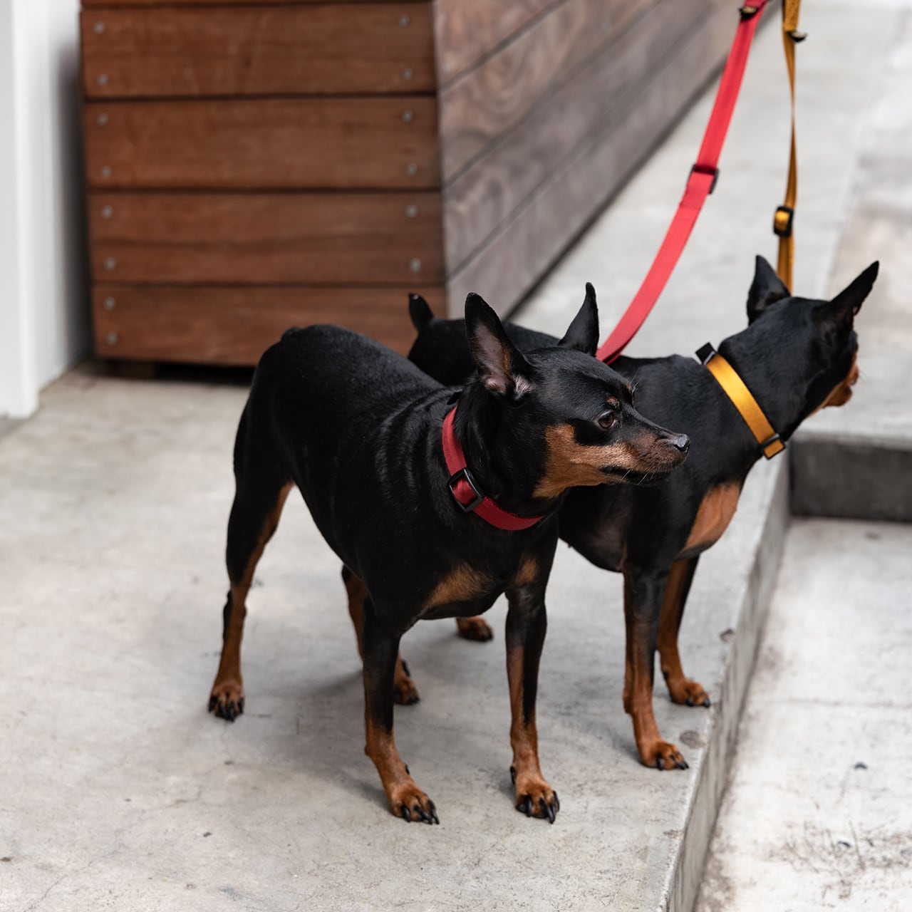 マンダリンブラザーズ クラシックリーシュ リード 犬 猫 男の子 女の子 おしゃれ MANDARINE BROTHERS ケア用品