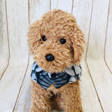 ウィズワン 鯉のぼり ハンドメイド 犬 ケープ ポンチョ マント こどもの日 イベント 猫 犬服 おしゃれ 男の子 女の子 with WaN