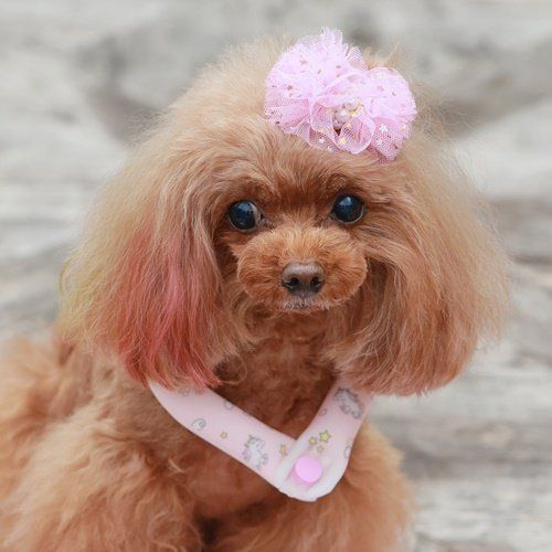セール ゴッドピバ スオ 28°アイスクールリング ボタン付き ネッククーラー 犬 猫 男の子 女の子 おしゃれ GODPIVA suo