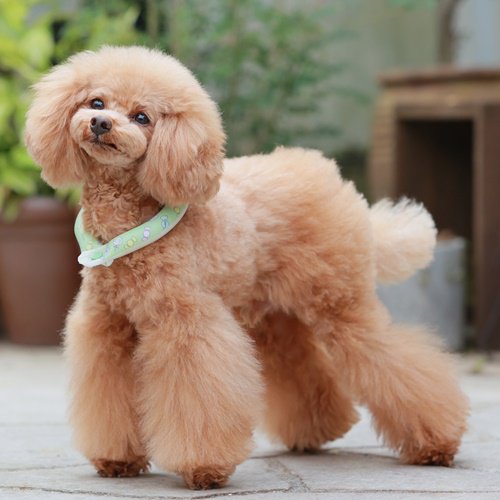 セール ゴッドピバ スオ 28°アイスクールリング ボタン付き ネッククーラー 犬 猫 男の子 女の子 おしゃれ GODPIVA suo