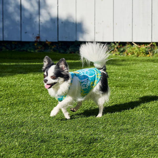 セール マンダリンブラザーズ 絞って振る冷感 CCLクーリングタンク 犬の服 クール タンク ベスト ひんやり 犬 夏服 ドッグウェア 犬服 男の子 女の子 おしゃれ MANDARINE BROTHERS