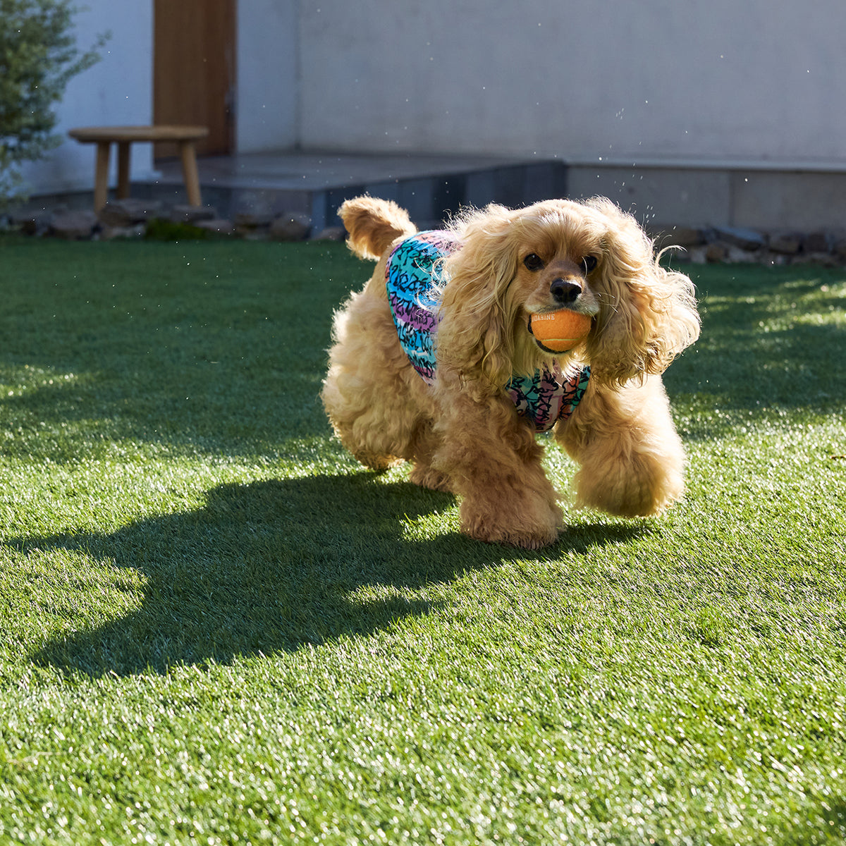 セール マンダリンブラザーズ 絞って振る冷感 CCLクーリングタンク 犬の服 クール タンク ベスト ひんやり 犬 夏服 ドッグウェア 犬服 男の子 女の子 おしゃれ MANDARINE BROTHERS
