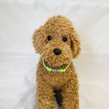 ウィズワン お名前入り うちの子光るチョーカー ハンドメイド  愛犬のお名前入り 手作り 犬 猫 男の子 女の子 おしゃれ with WaN