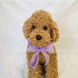 ウィズワン お名前入り うちの子 ボンボンチョーカー ぽんぽん アクセサリー 愛犬のお名前入り ハンドメイド 手作り 犬 猫 男の子 女の子 おしゃれ with WaN