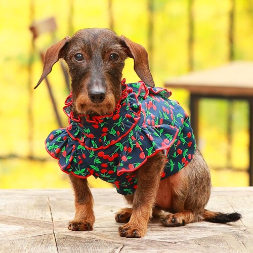 ゴッドピバ クール さくらんぼ ワンピース ネイビー XSサイズ セール ゴッドピバ cool さくらんぼワンピース 犬服 女の子