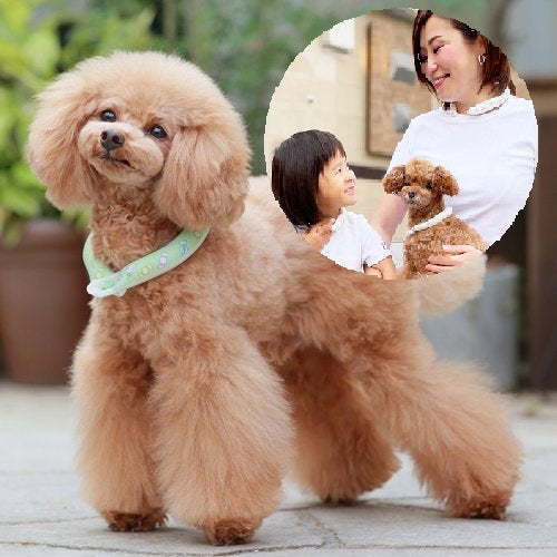 セール ゴッドピバ スオ 28°アイスクールリング ボタン付き ネッククーラー 犬 猫 男の子 女の子 おしゃれ GODPIVA suo