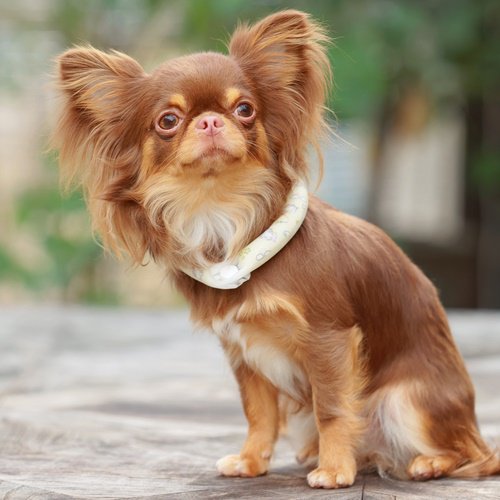 セール ゴッドピバ スオ 28°アイスクールリング ボタン付き ネッククーラー 犬 猫 男の子 女の子 おしゃれ GODPIVA suo